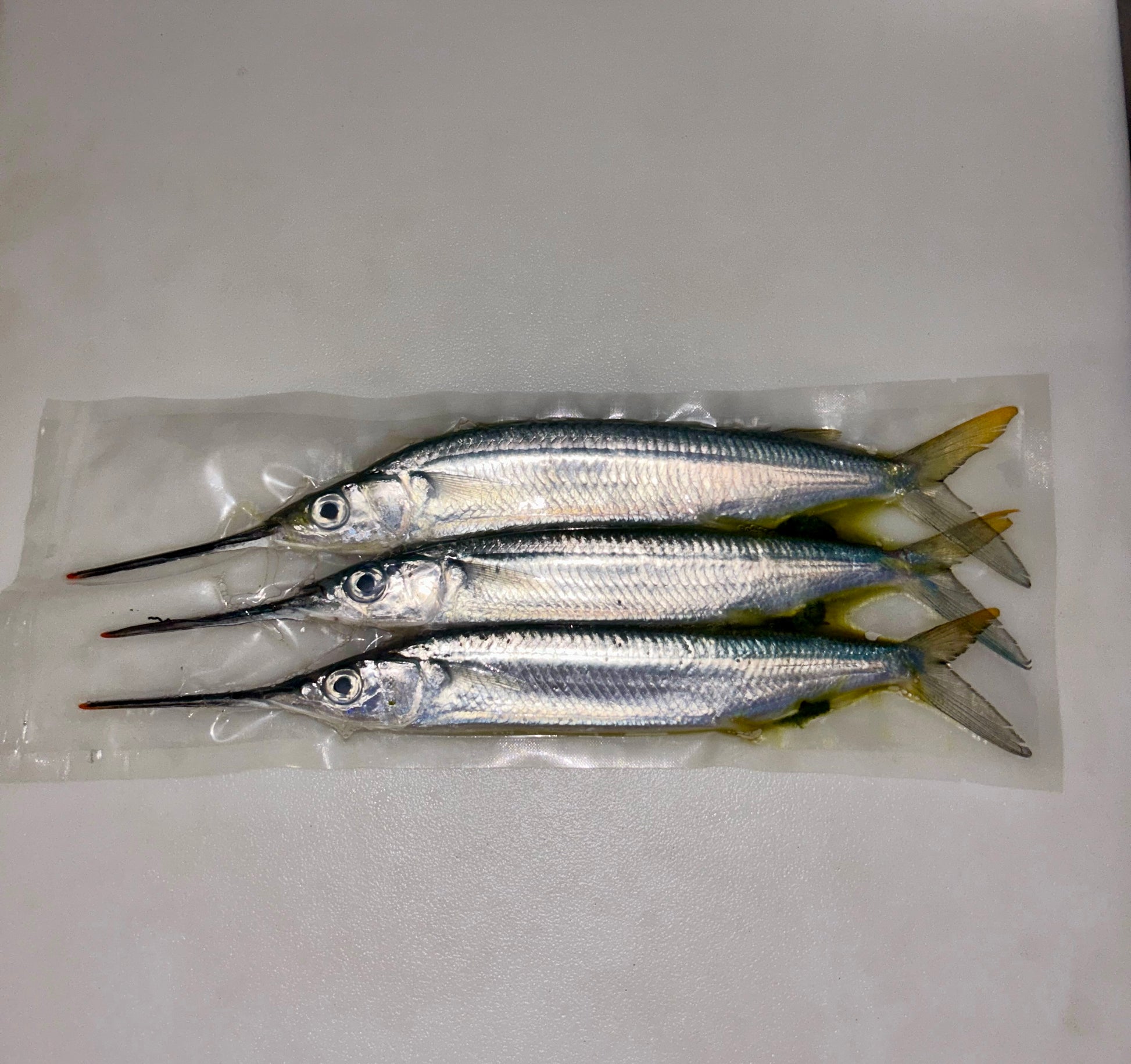 ballyhoo reel big fish the stone pony Case of Large Ballyhoo – Premier Baits